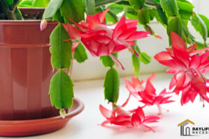 Top 5 Best Pots for Christmas Cactus : The Ultimate Guide 2023