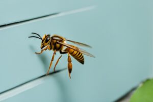 How to Get a Hornet Out of Your House: Quick Tips