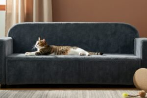 The Best Couch Materials for Cats: A Guide for Cat Owners